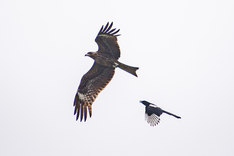 深セン洪水公園の鳥.jpg