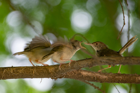 深セン洪水公園の鳥.jpg