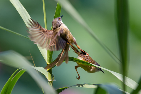 深セン洪水公園の鳥.jpg