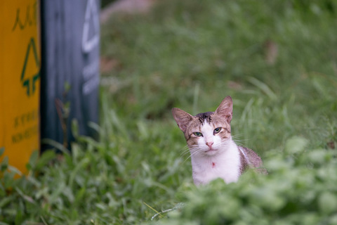 DSC_6833.jpg