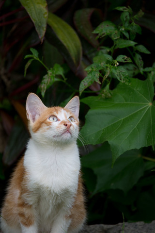 DSC_7008.jpg